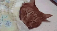 Prečo mačky milujú spať?